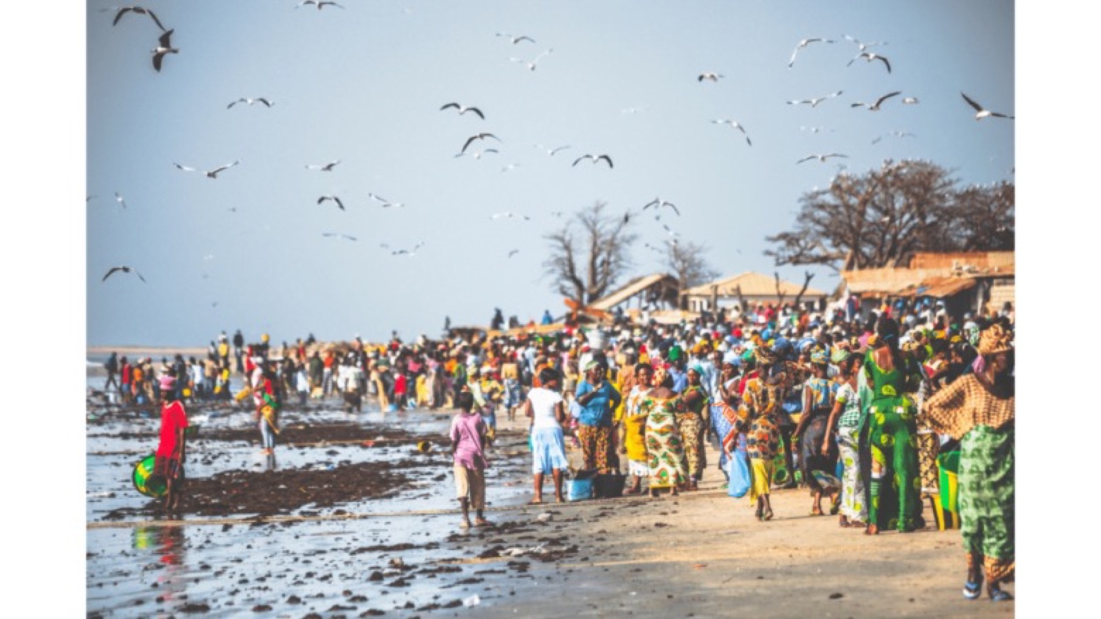 A busy coastal fish market on a West African beach, with traders and gulls under an open sky